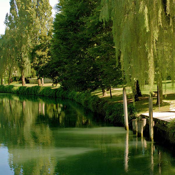Sentiero lungo il fiume Sile con piccolo molo e salice piangente