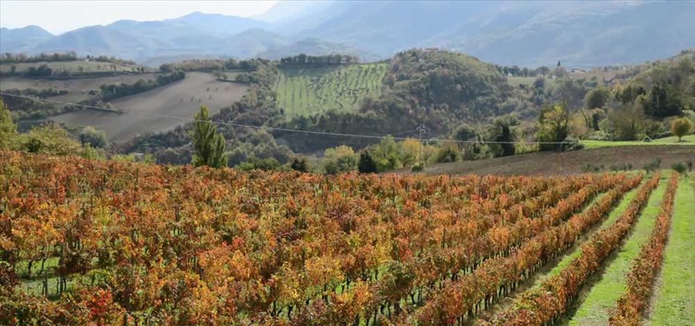 Terre di Serrapetrona - Tenuta Stefano Graidi